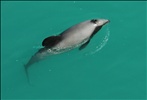 Hectors Dolphin near Akaroa
